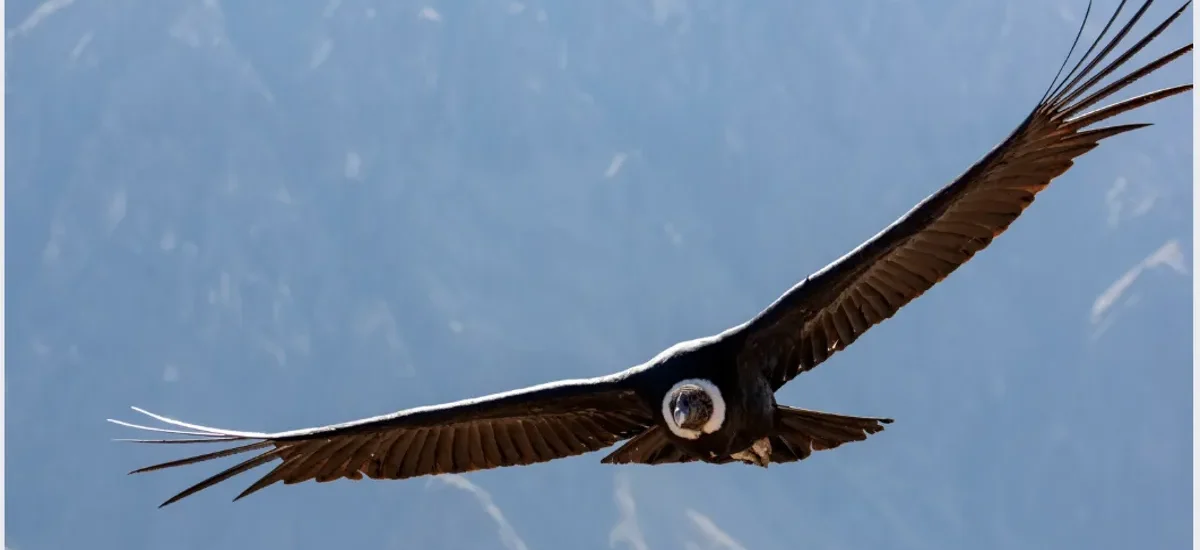 Condor voando sobre montanhas, representando a estratégia Iron Condor no mercado de opções de Bitcoin