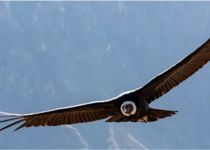 Condor voando sobre montanhas, representando a estratégia Iron Condor no mercado de opções de Bitcoin